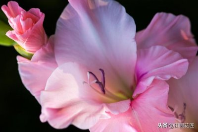 ​剑兰怎么养才能开花（栽种方法和养护技巧）