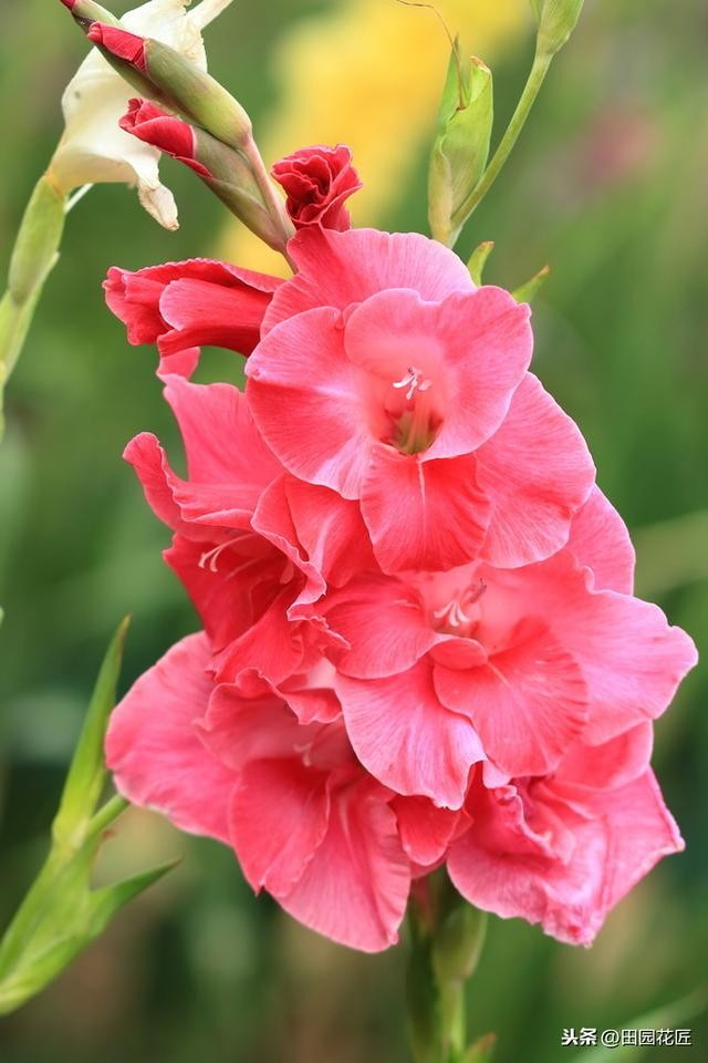 剑兰怎么养才能开花（栽种方法和养护技巧）(8)