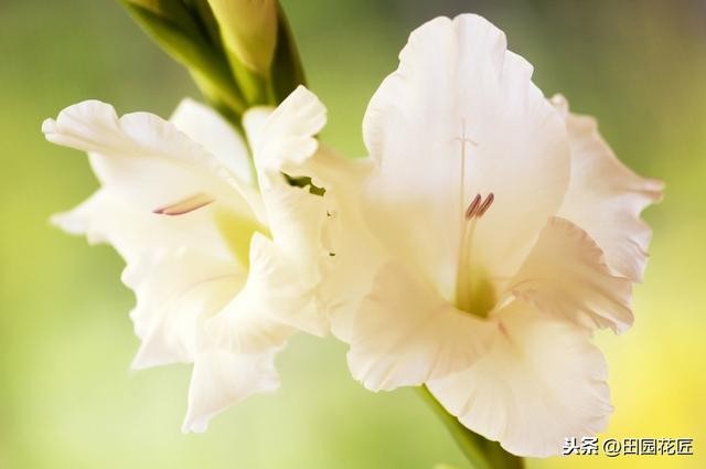 剑兰怎么养才能开花（栽种方法和养护技巧）(2)