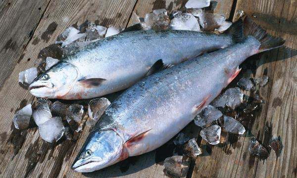 海鱼大全图片,常见的海鱼有哪些图2