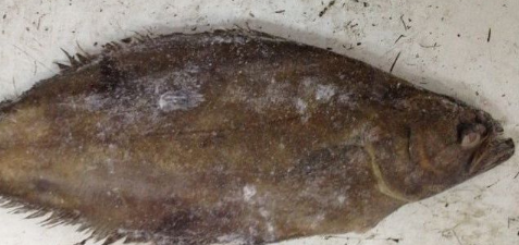 海鱼大全图片,常见的海鱼有哪些图17