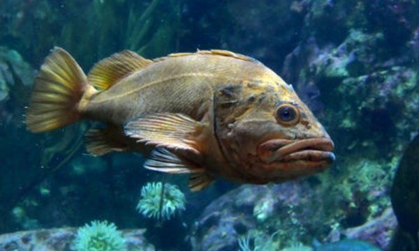 海鱼大全图片,常见的海鱼有哪些图5