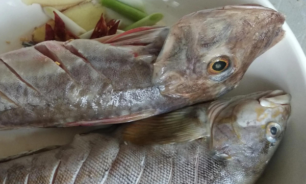 海鱼大全图片,常见的海鱼有哪些图12