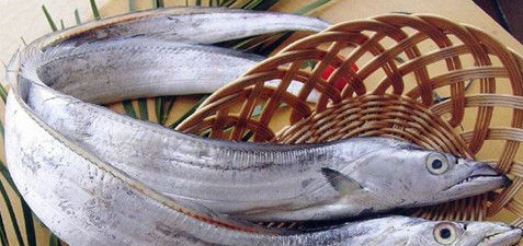 海鱼大全图片,常见的海鱼有哪些图13