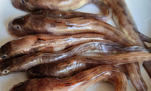 海鱼大全图片,常见的海鱼有哪些图8