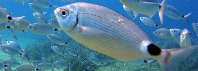 ​海鱼大全图片,常见的海鱼有哪些