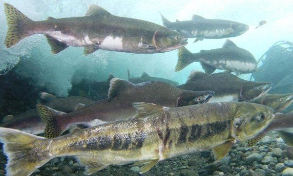 海鱼大全图片,常见的海鱼有哪些图6