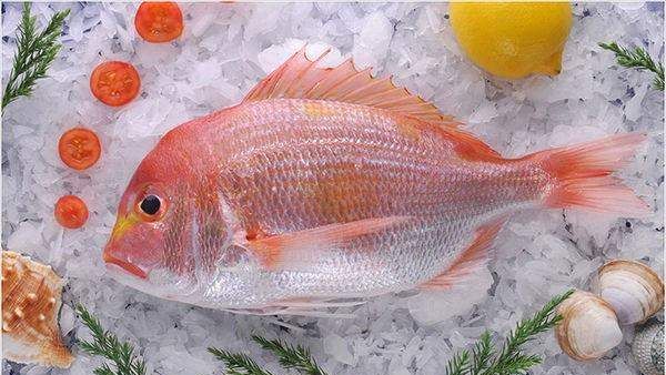 海鱼大全图片,常见的海鱼有哪些图19