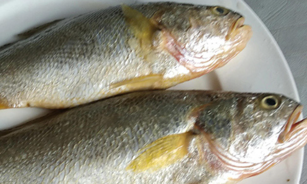 海鱼大全图片,常见的海鱼有哪些图11