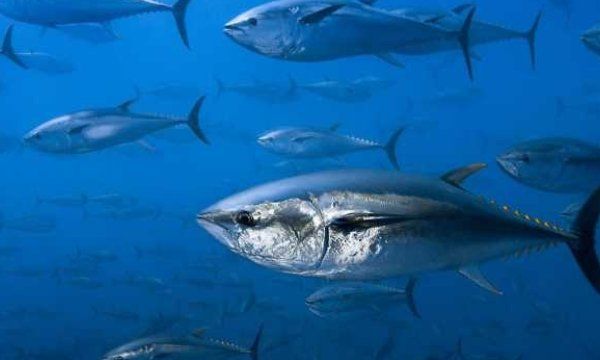 海鱼大全图片,常见的海鱼有哪些图7