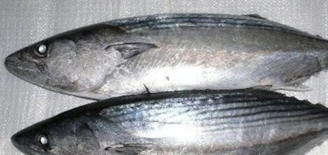 海鱼大全图片,常见的海鱼有哪些图16