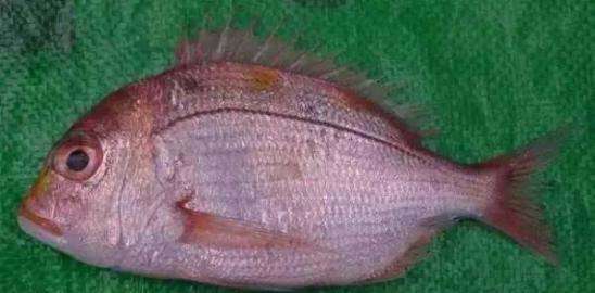 海鱼大全图片,常见的海鱼有哪些图18