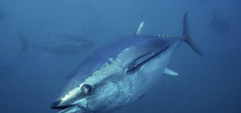 海鱼大全图片,常见的海鱼有哪些图15