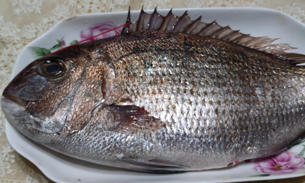 海鱼大全图片,常见的海鱼有哪些图9