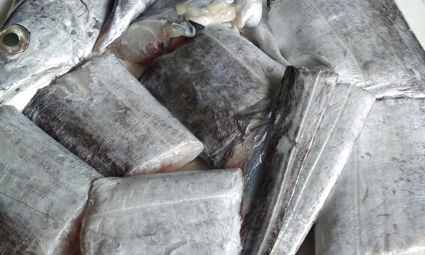 海鱼大全图片,常见的海鱼有哪些图10