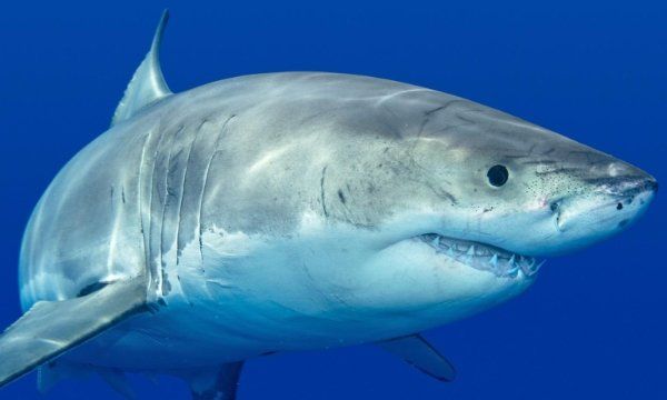 海鱼大全图片,常见的海鱼有哪些图3