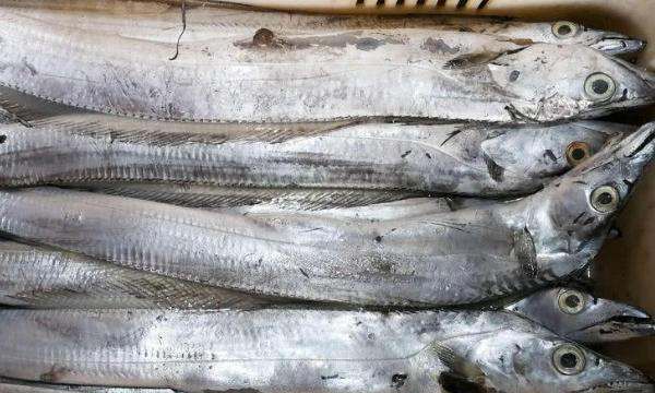 海鱼大全图片,常见的海鱼有哪些图4