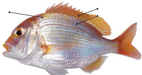 海鱼大全图片,常见的海鱼有哪些图20