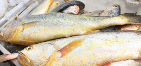 海鱼大全图片,常见的海鱼有哪些图14