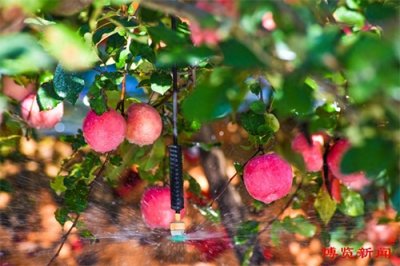 ​沂源苹果突围记！三场关键战役，打造产业新辉煌！