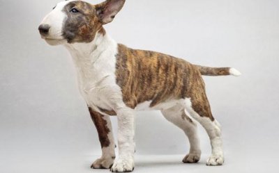 ​牛头梗犬是怎样的？牛头梗犬怎么训练？