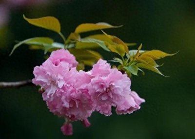 ​关山樱～阳春三月，正是关山樱盛开的季节