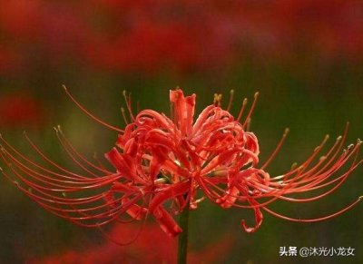 ​曼珠沙华——彼岸花