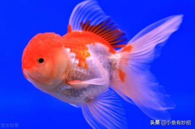 ​金鱼要如何饲养，知道了这几个方法要领，养鱼很简单