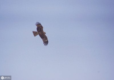 ​带“鹰”字的成语。与“鹰有关的四字成语都在这里，值得收藏