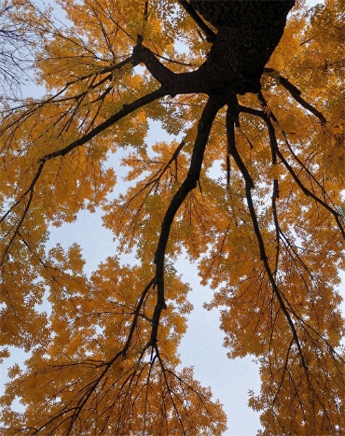 深秋的北京处处是美景，逛北京龙潭公园
