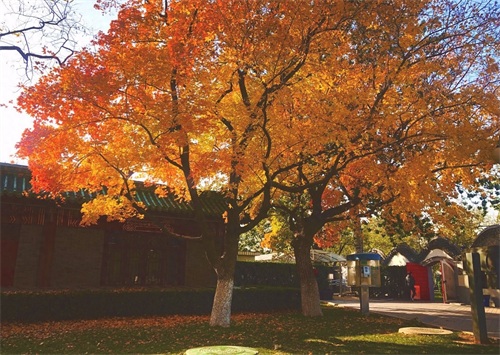 深秋的北京处处是美景，逛北京龙潭公园