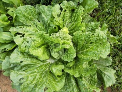 ​种蔬菜虫子多，不想打农药，农户自制3种杀虫剂，真的能防虫吗