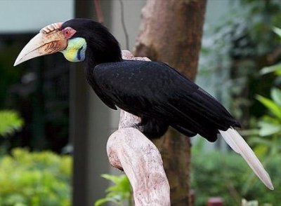 ​头骨比黄金还值钱的鸟——“盔犀鸟”