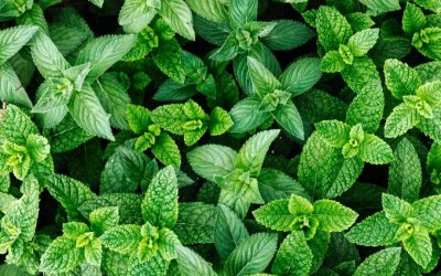 ​芳香植物科普 |薄荷