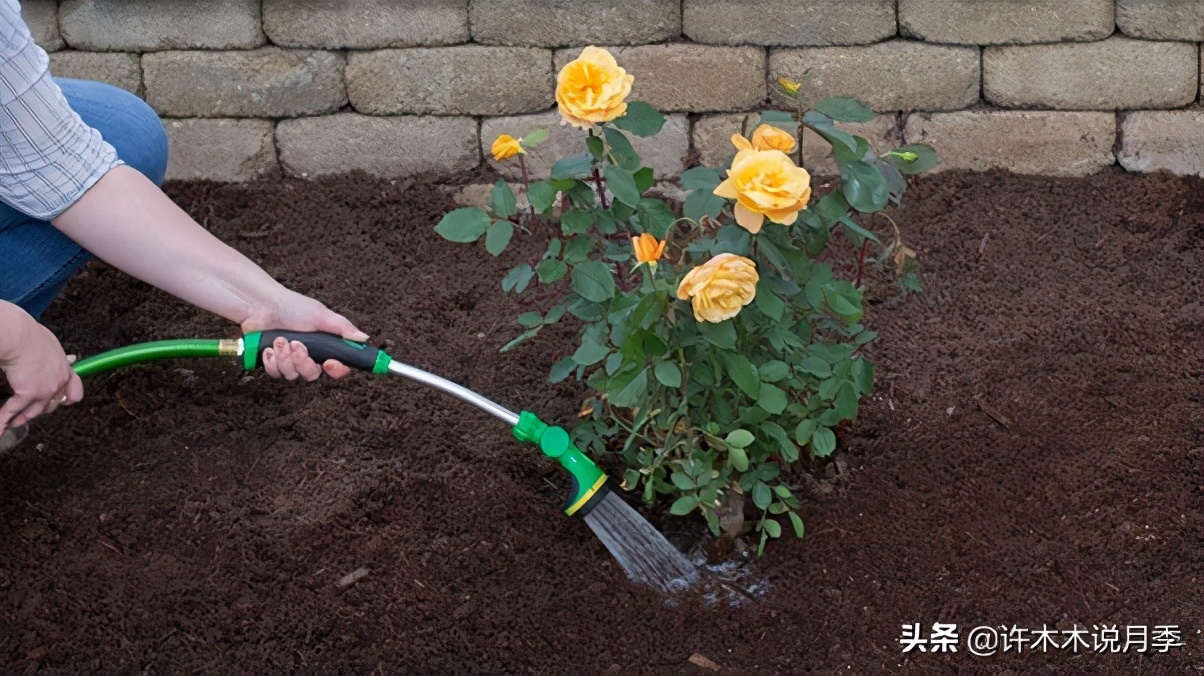 月季多久浇一次水（月季养殖的注意事项分享）