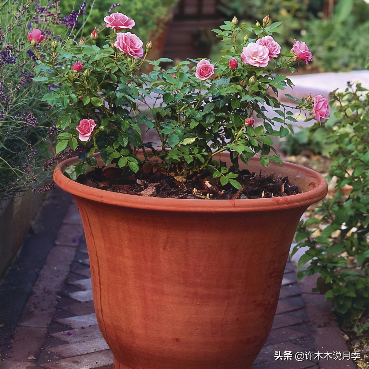 月季多久浇一次水（月季养殖的注意事项分享）