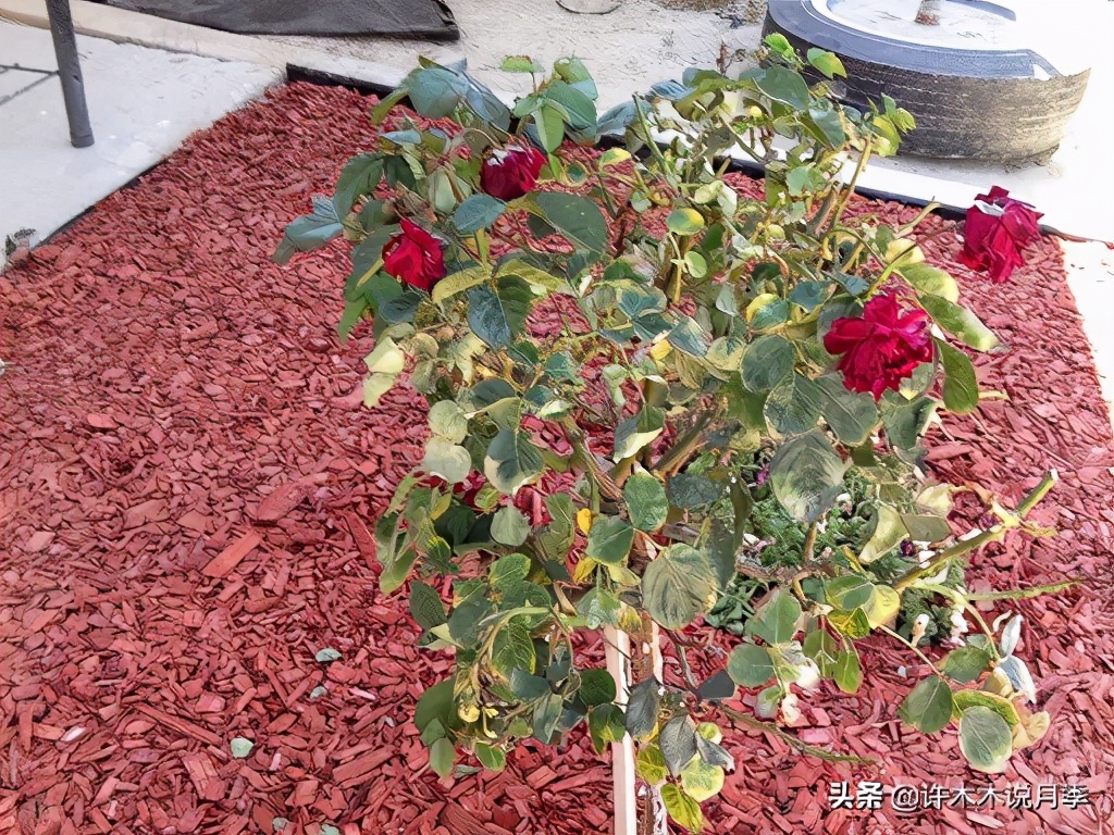 月季多久浇一次水（月季养殖的注意事项分享）