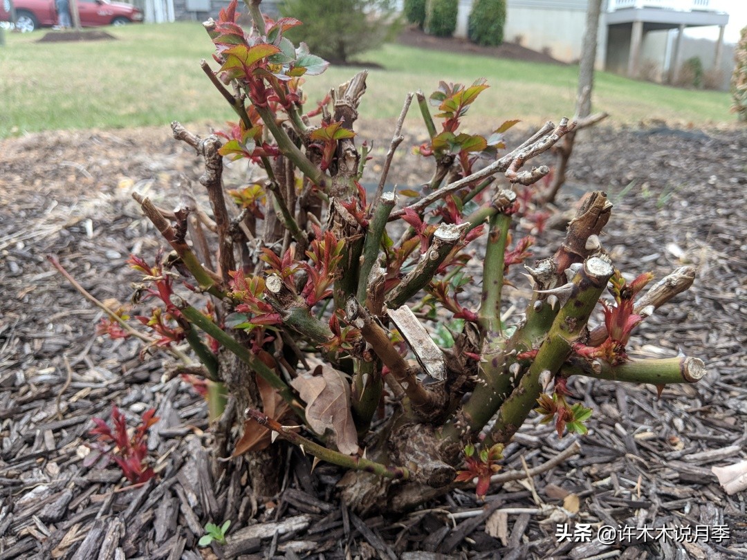 月季多久浇一次水（月季养殖的注意事项分享）