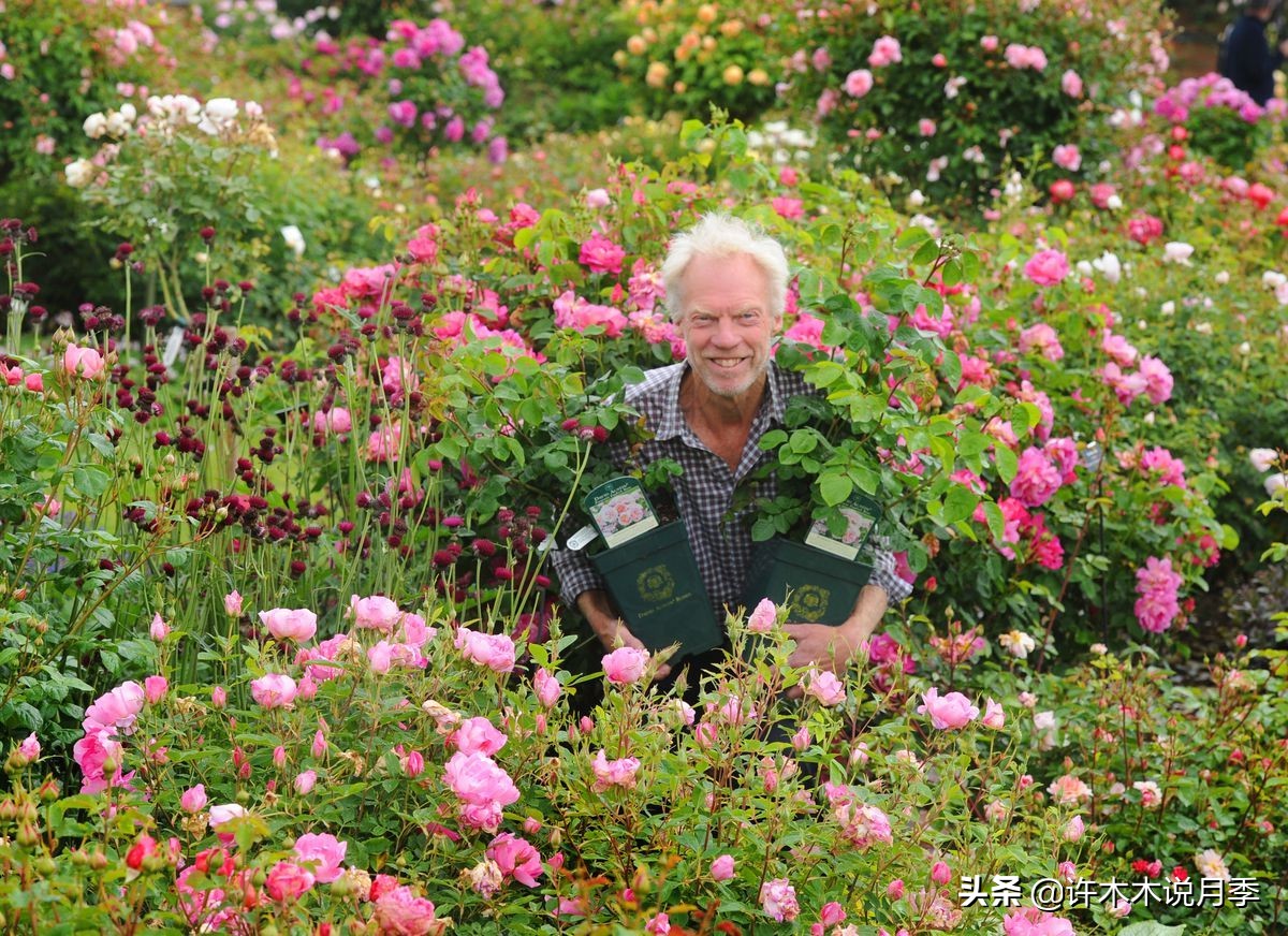 月季多久浇一次水（月季养殖的注意事项分享）