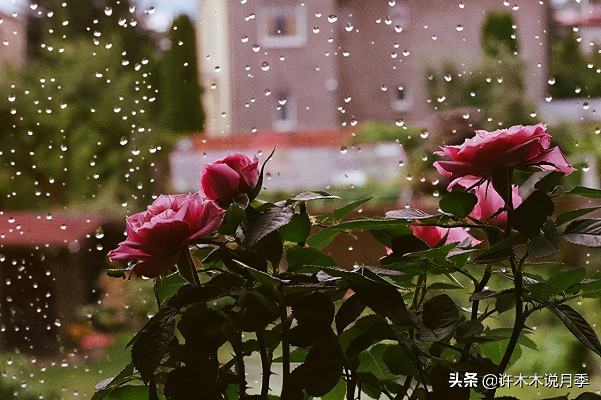 月季多久浇一次水（月季养殖的注意事项分享）