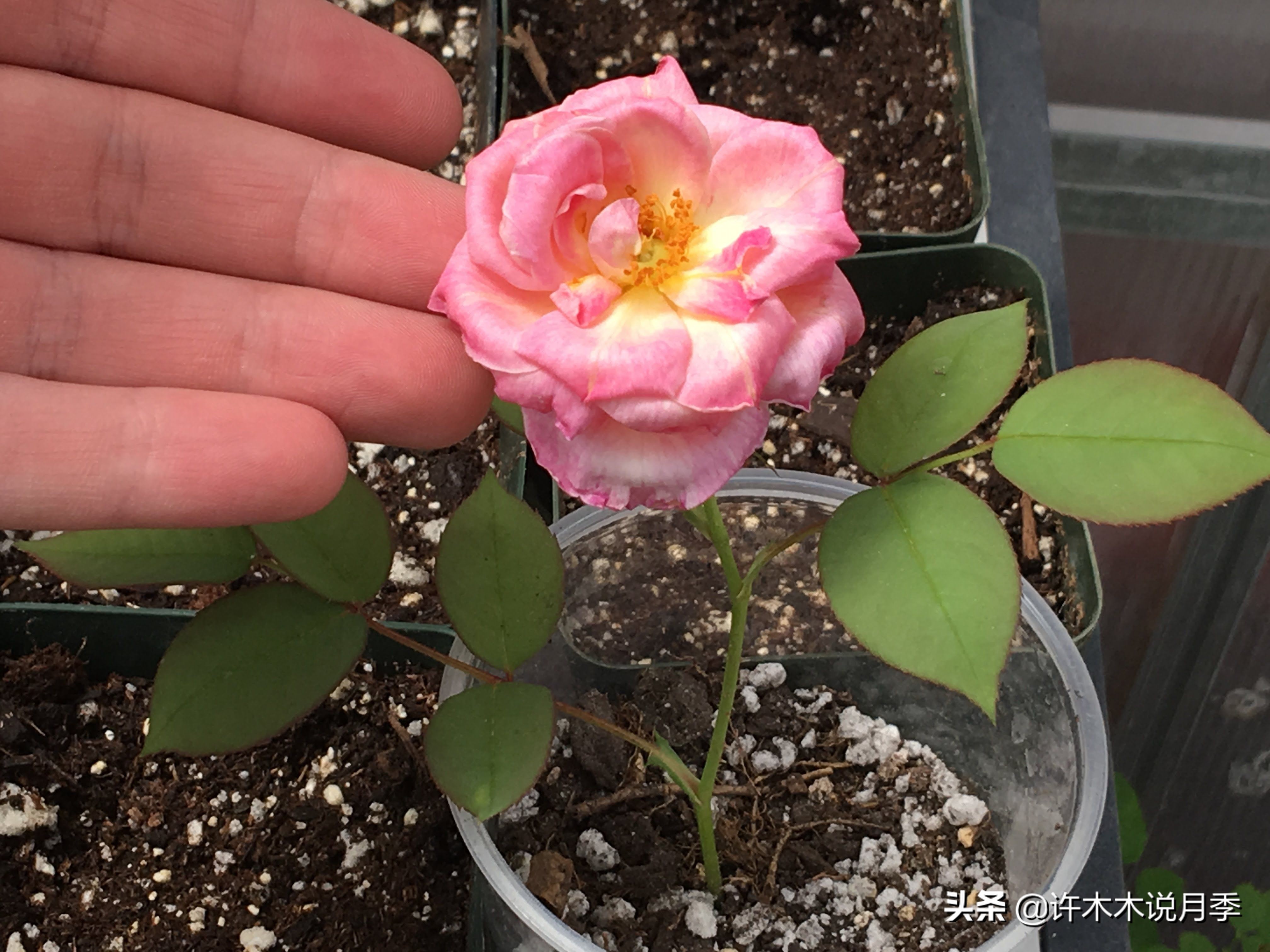 月季多久浇一次水（月季养殖的注意事项分享）