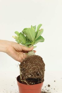 ​沙漠玫瑰浇多少水