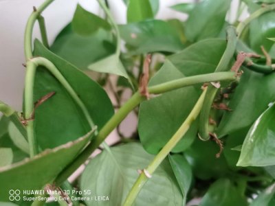 ​绿萝怎么移植到水里，插水里怎么生根快