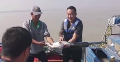 重2.5公斤!钱塘江里发现“怪鱼”,嘴像鸭子的鸭嘴鲟产自美国