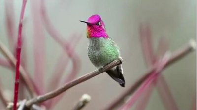 ​难得一见的“九头鸟”