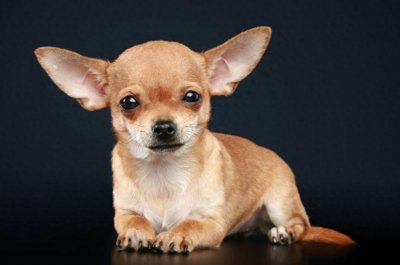 ​吉娃娃越来越不受人们待见，长得丑不听话，毛病太多了