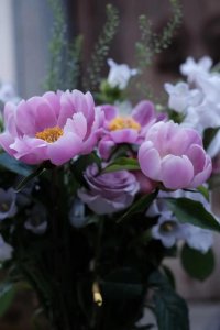 ​芍药不嫌春欲老