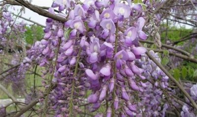 紫色有哪些紫,紫色有几种紫配图片