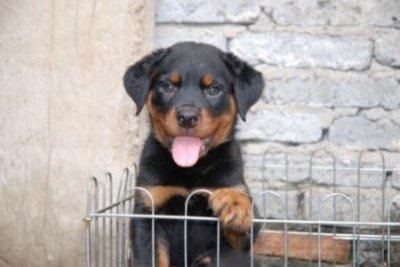 迷你鹿犬一只纯种多少钱迷你鹿犬一只纯种多少钱?