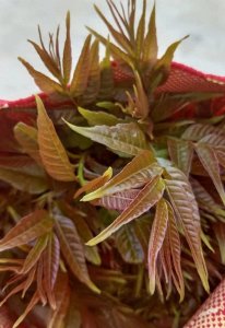 必吃!香椿拌面这样做,鲜香滑嫩,一口下去满嘴都是春天的味道